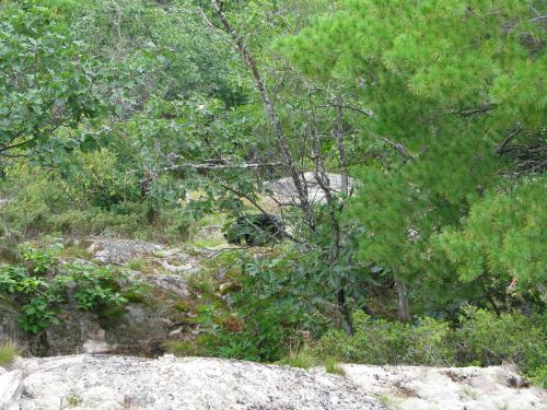 Bear and Cub on Southern Blind 35 Hills