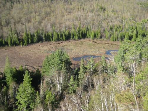 Looking down at the swamp