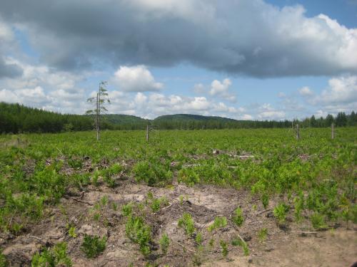 A sandy, fern-covered clearing