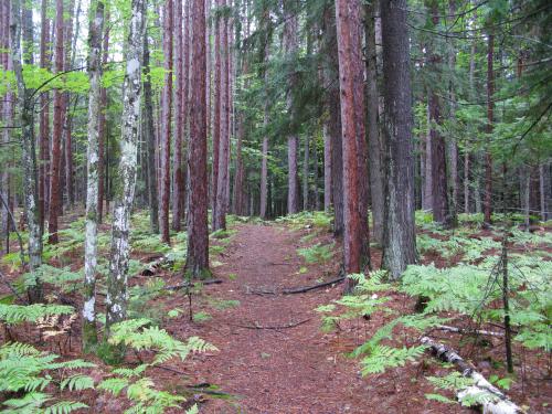 Wide pine trail up Hogsback Mountain