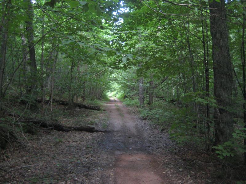 Trail leading past the cabin