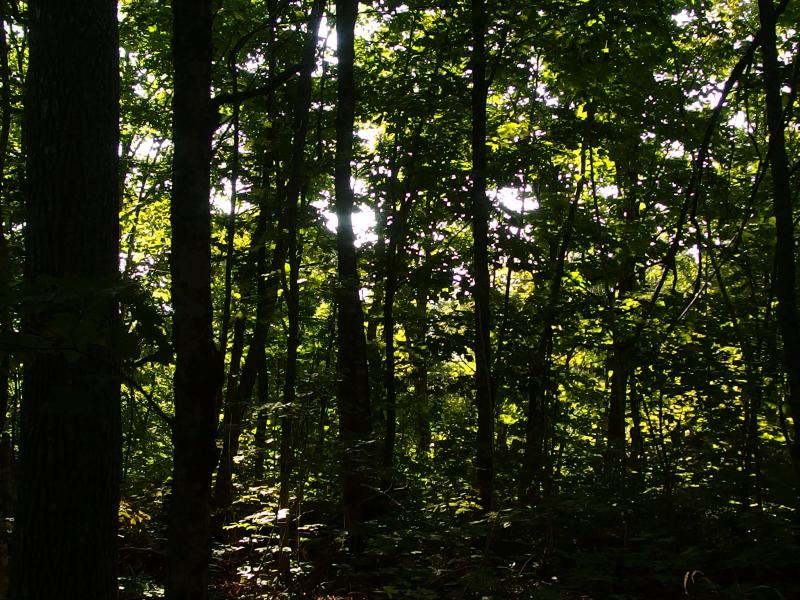 Dappled woods along Red Oak Ridge