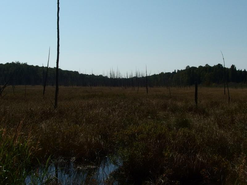 Huge swamp stretching far to the west
