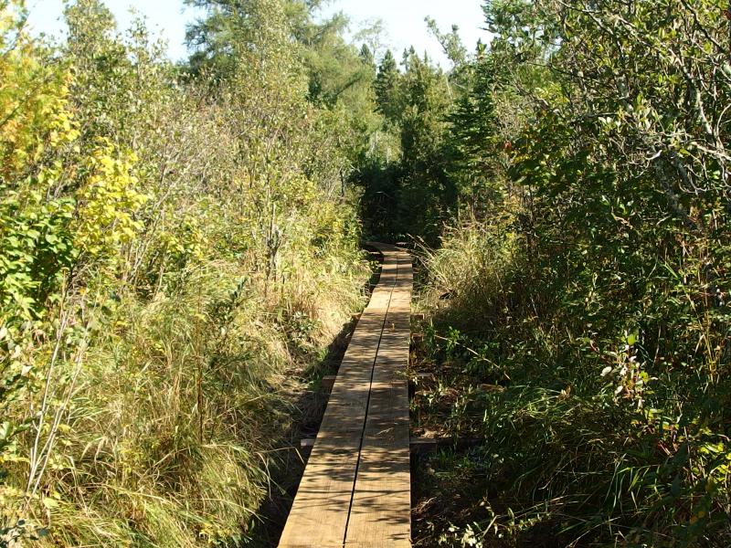 Brand new boardwalk leading a way through the swamp