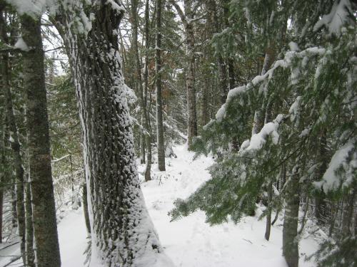 The high grade north of Summit Cut