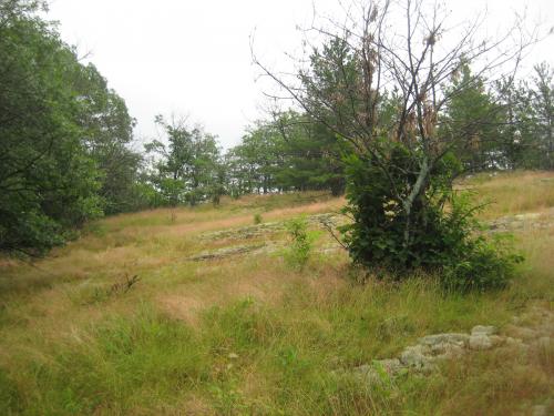 Grassy slope near the first peak