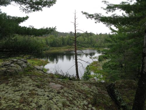 Small swamp south of Wetmore Pond