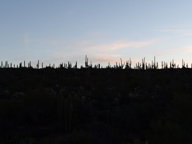 Thick forest of saguaro above the desert