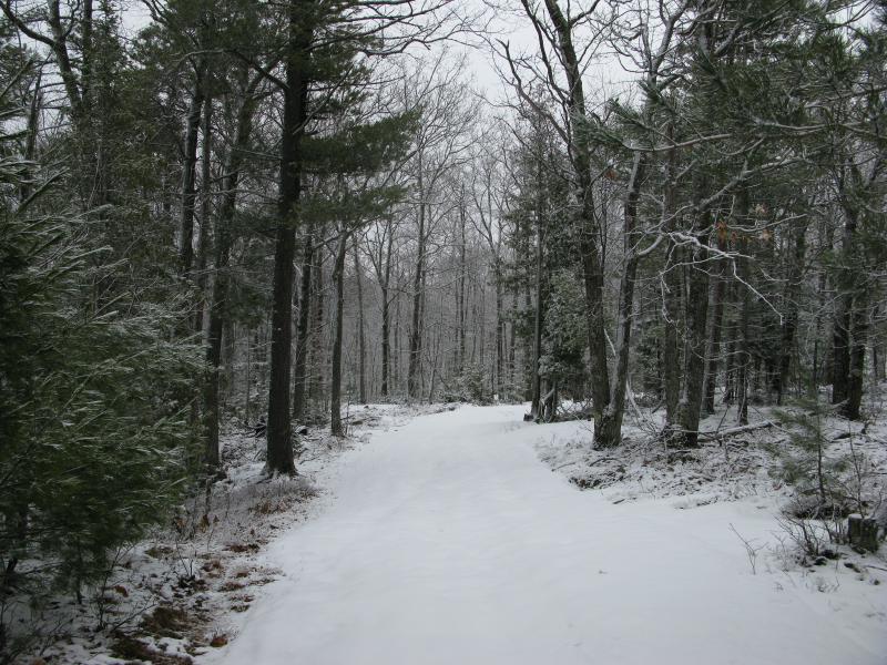 Snowy woods along the trail