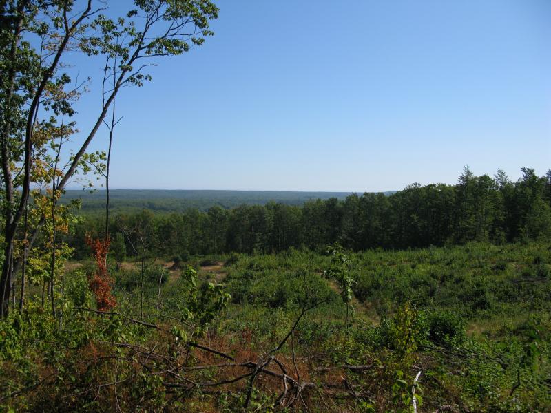 Clear cutting on Alder Hills