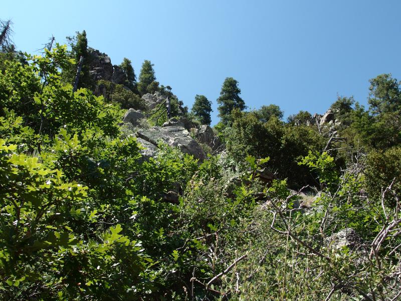 Overgrowth on Amethyst Peak