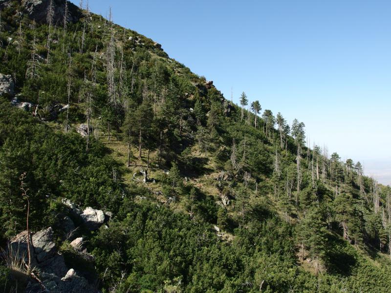 Sparse trees on the slope