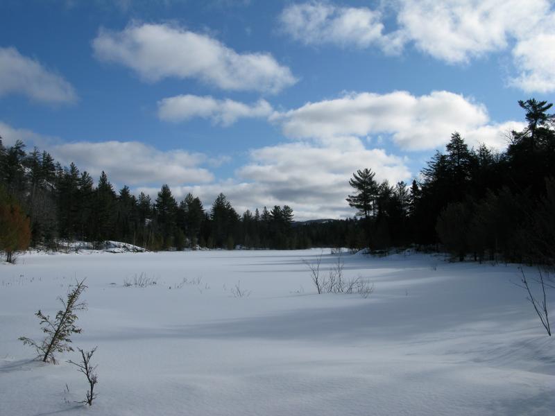 Looking west along the snowy swamp