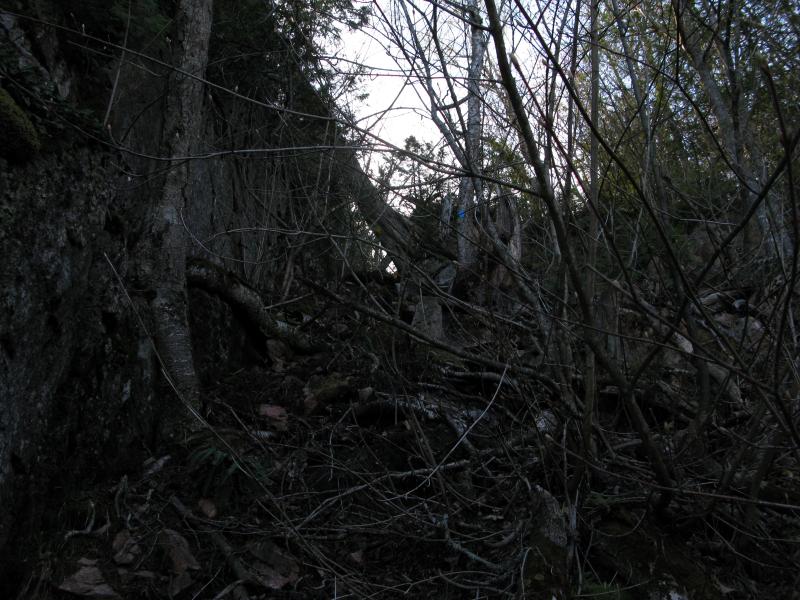 Cluttered mess of a creek-trail down