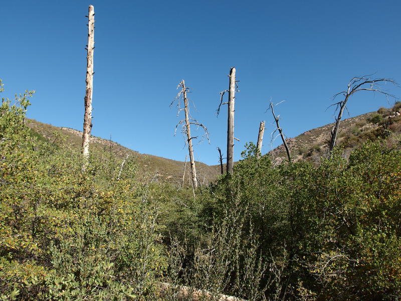 Signs of the Willow Fire of 2004