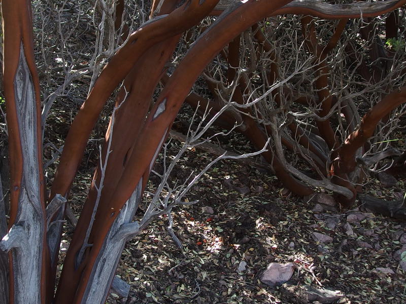 Sculpted trunk of some old manzanitas