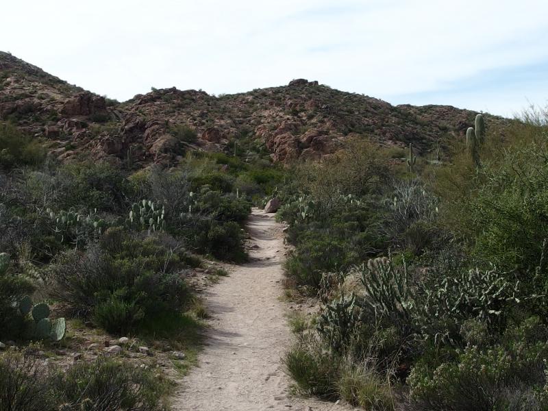 A few cacti along the path