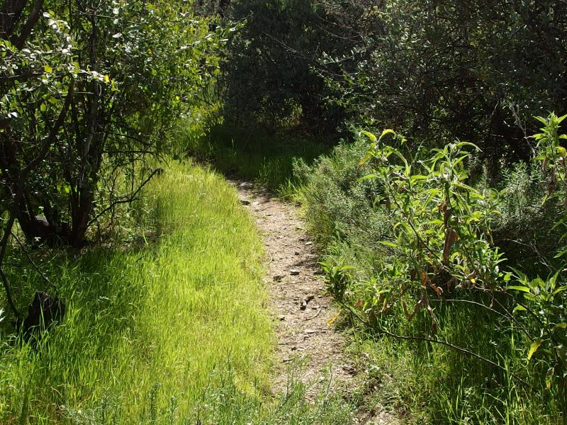 An easy footpath along Boulder Canyon