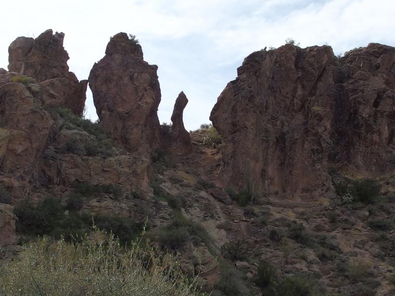 Tall sentinels along the trail