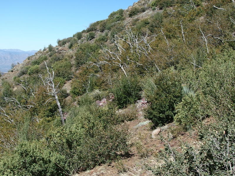 Trail getting a bit overgrown