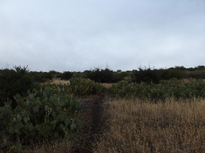 Narrow path between prickly cacti