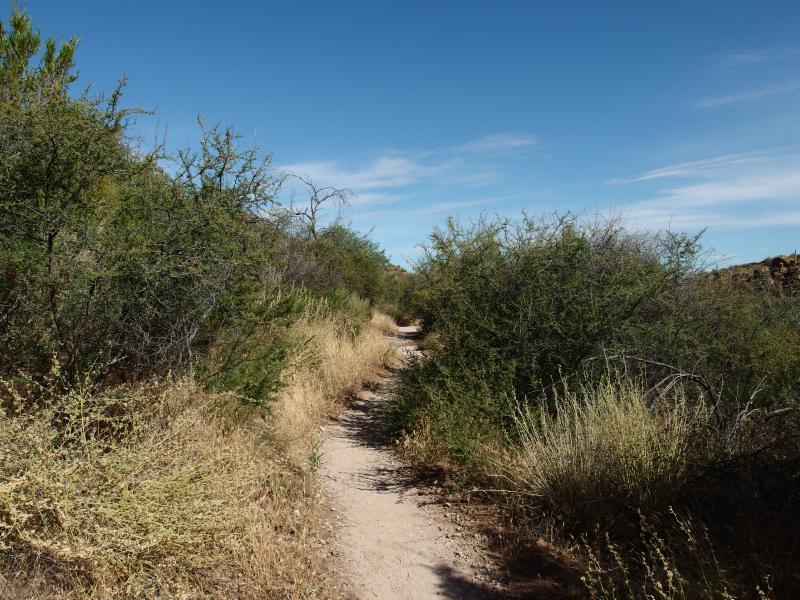 Narrow trail between brush