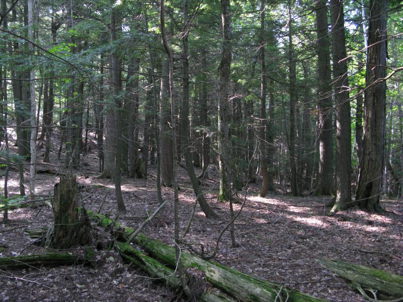 Pine forested slope eastwards