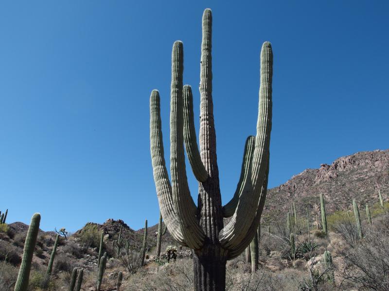Large, old cacti