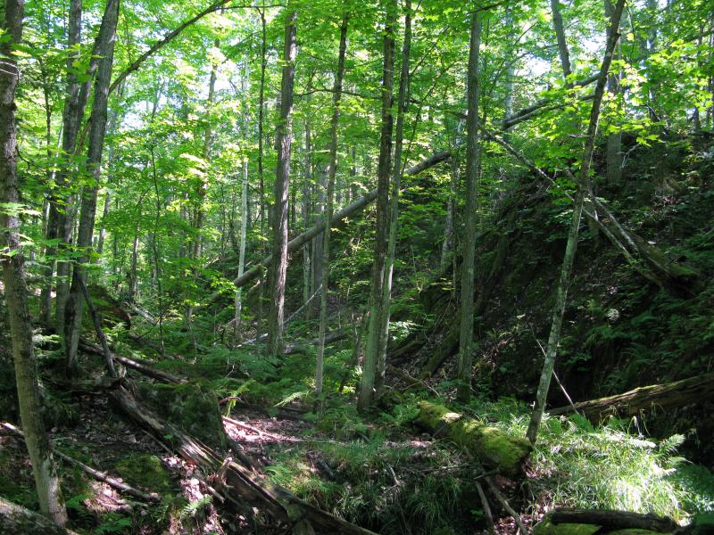 Steep little gorge