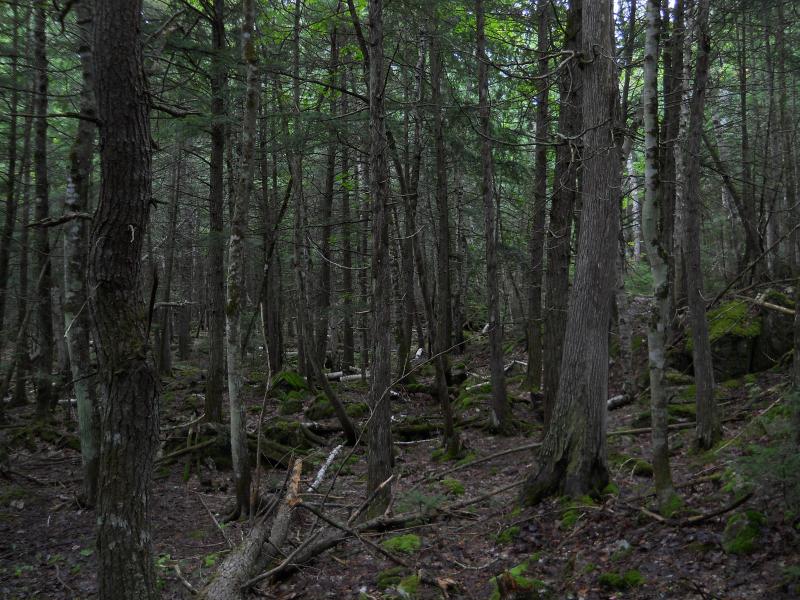 Cedar forest near the Elm Creek swamp