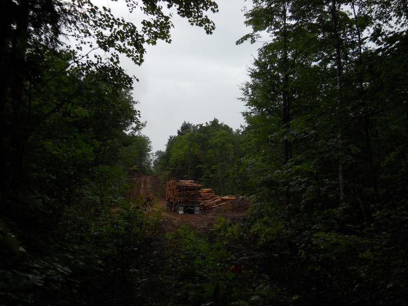 Logging south of Burnt Mountain