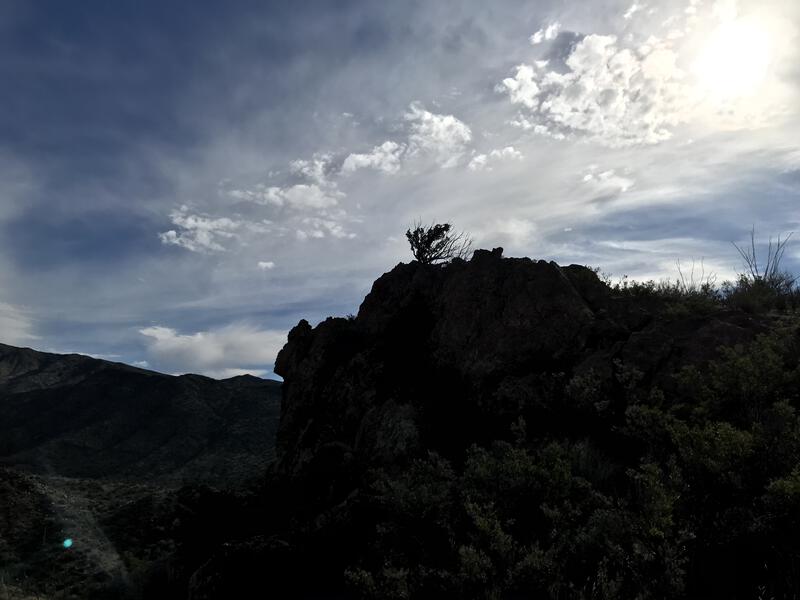 Hardy little tree clinging on rock