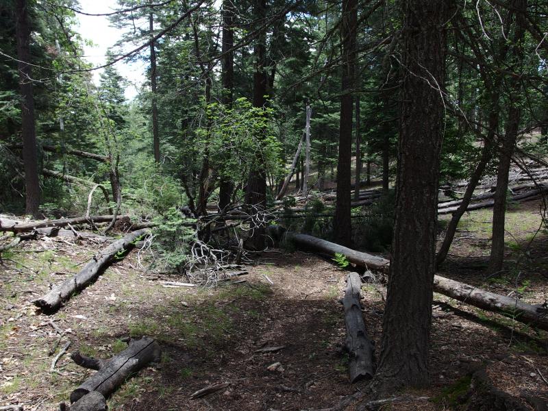 Downed trees backing up the trail