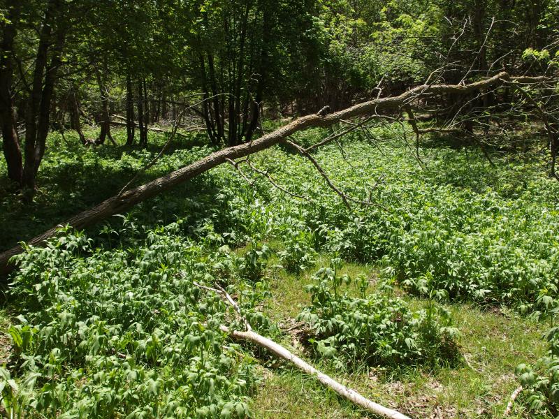 Thick crop of invasive plants