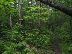 Early fork on the Trail to Cascade Falls