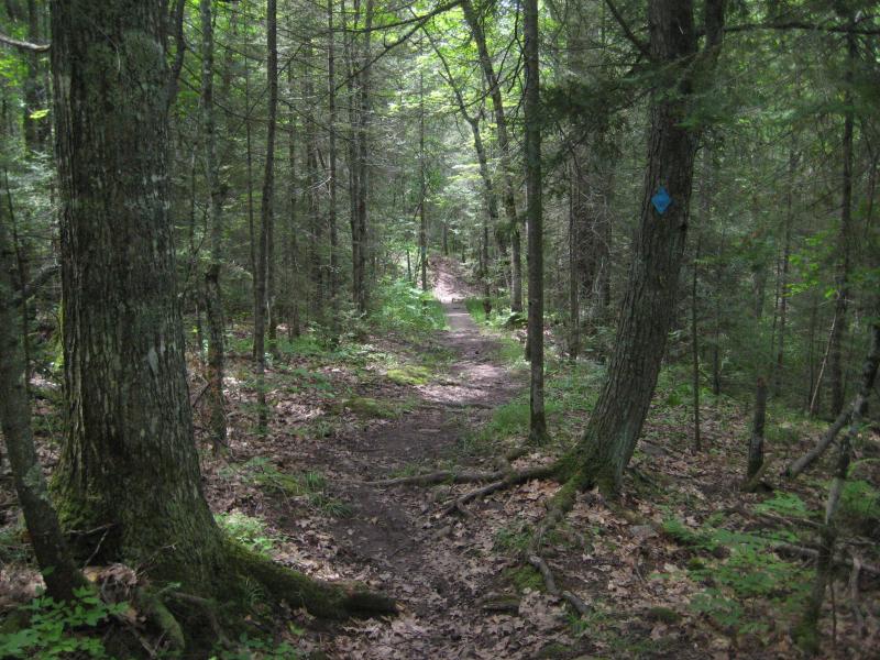 Older forests along the path close to the falls