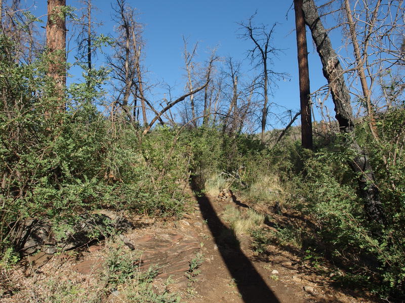 Most of the trail was heavily damaged by fire