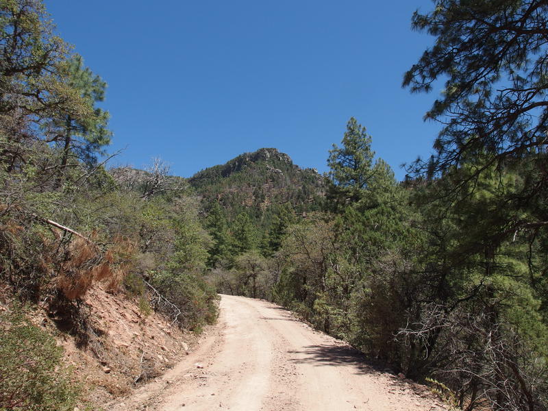 Pine-covered hills visible along FR 235