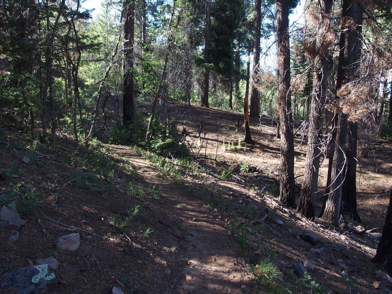 Long shadows along the trail