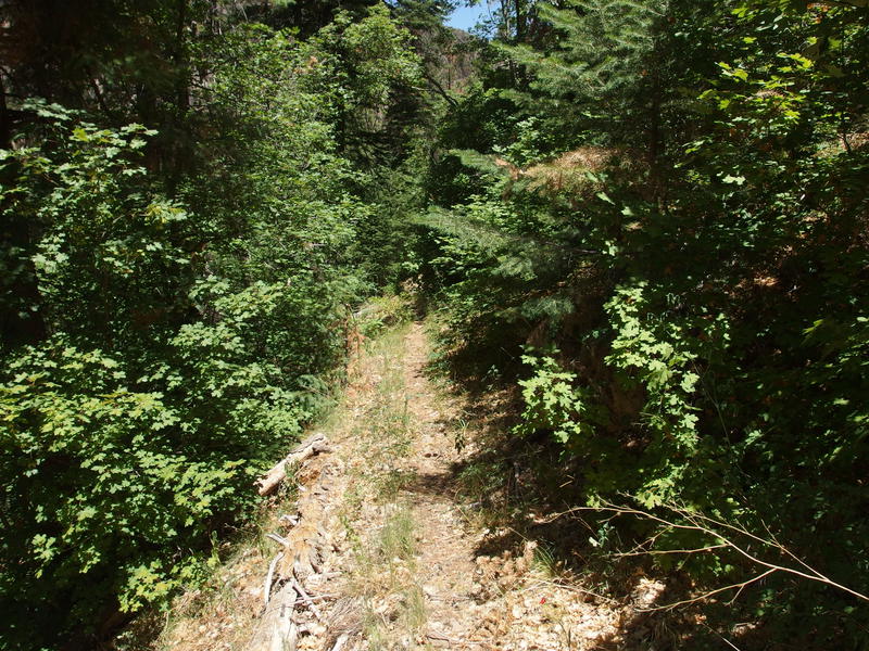 Narrow, easy tread along Reynolds Creek