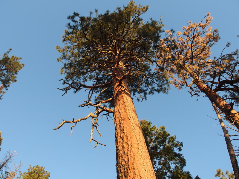 A tall pine