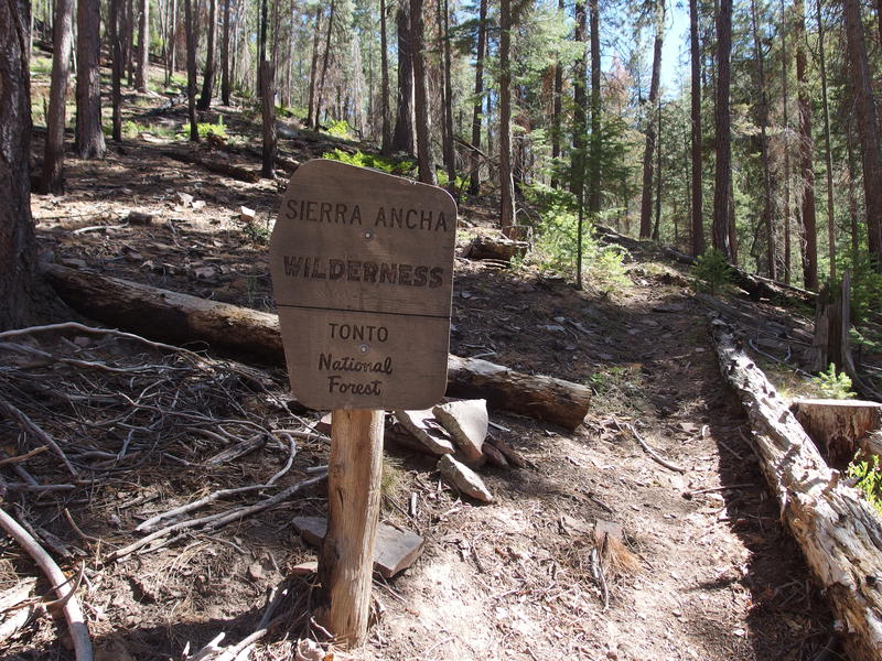 Wilderness sign, surrounded by pine