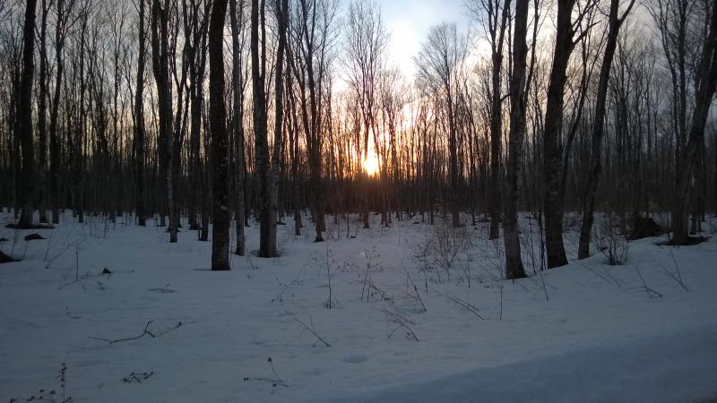 Dying evening light through the woods