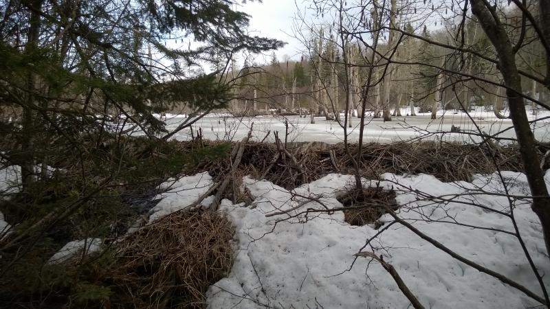 Huge beaver pond over the trail