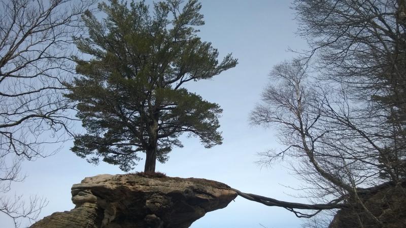 Looking up on the tree of Chapel Rock