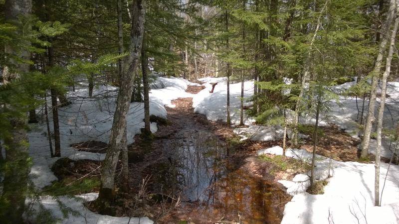 Mixed water and snow on the trail