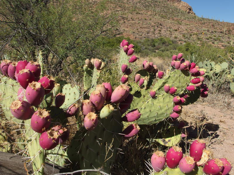 Bright red fruit on the prickly pears