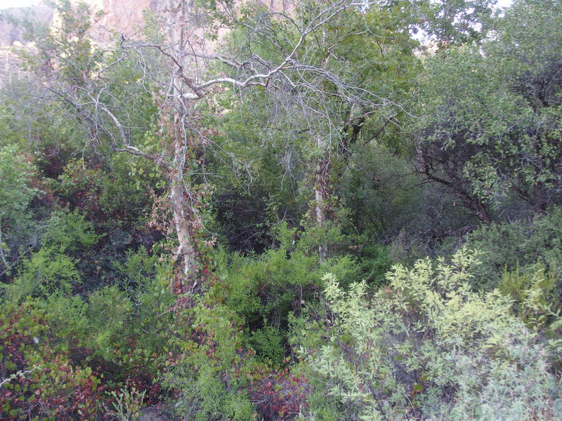 Green trees around Charlebois Spring