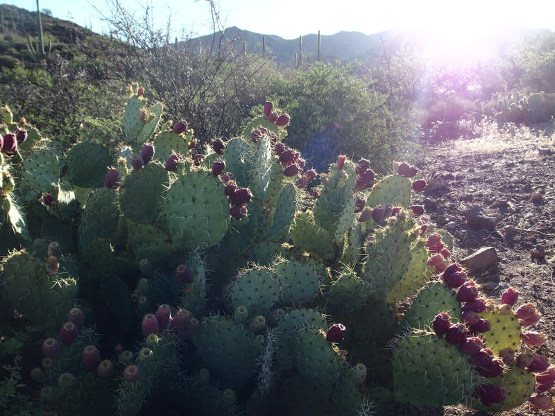 Early morning light on the prickly pear fruit