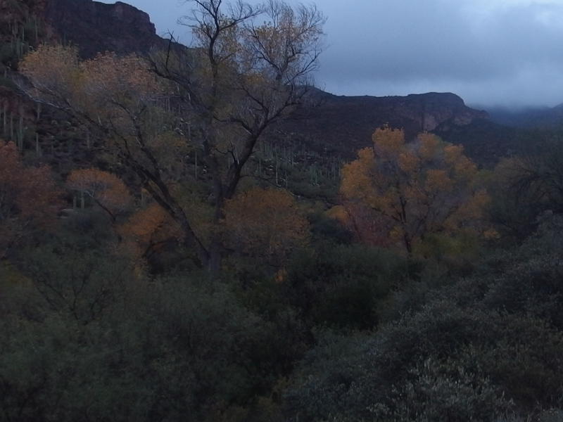 Fall colors within La Barge Canyon